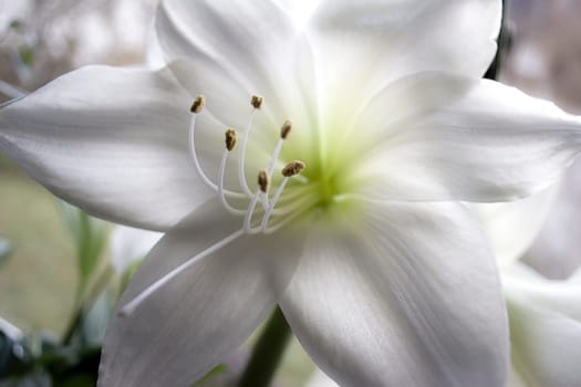 Christmas Lily