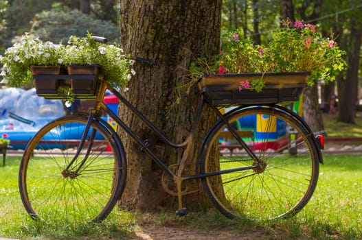 flowers on a black bicycle in the park. focus on white flowers