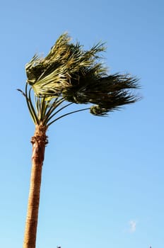 Palm Tree Blowing In The Wind Tenerife Canary Islands Spain