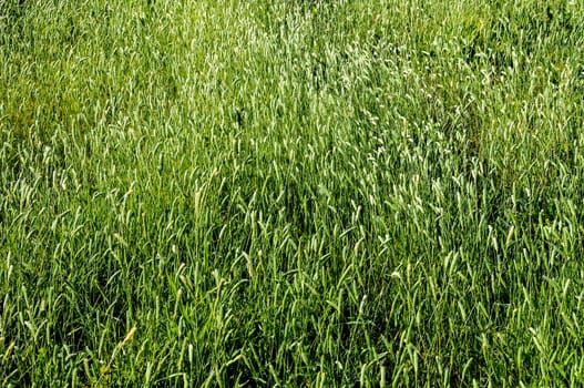 Texture Grass Background Pattern on an Isolated Field