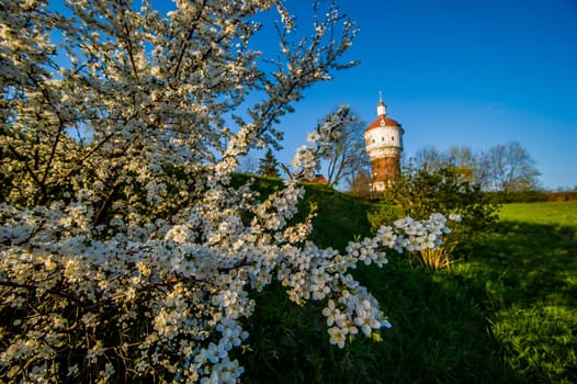 Photo presents white cherry blossom in the front,in background visible water tower illuminated with sunlight.