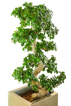 Bonsai ficus tree - old Japanese traditional art as decor for modern office. Vertical, isolated on white background.