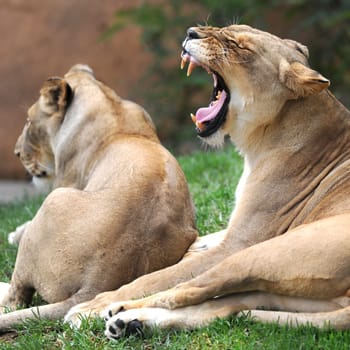 A close up shot of an African Lion