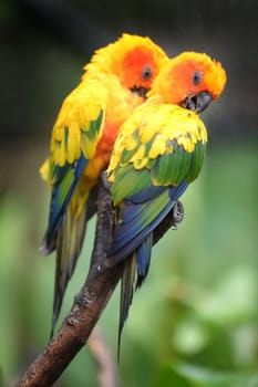 A close up shot of Conures