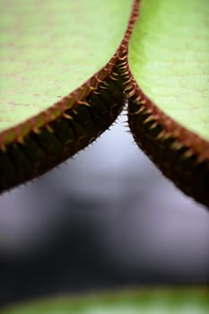 A close up shot of Amazon Water Lilies