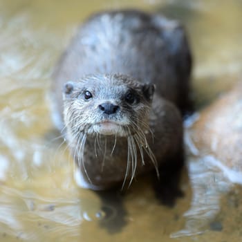 A close up shot of an Otter