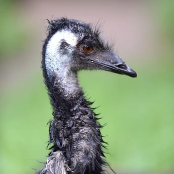 A close up shot of an Australian Emu