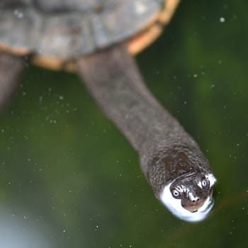 A close up shot of an Australian Murray River Turtle or Short Neck Turtle