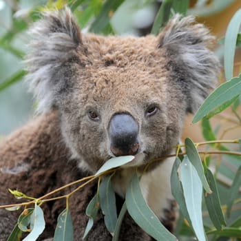 An Australian Koala in its natural habitat