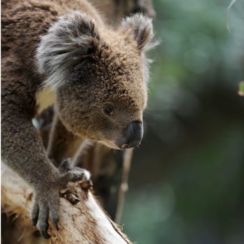 An Australian Koala in its natural habitat