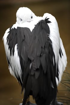 A close up shot of a Pelican