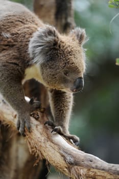 An Australian Koala in its natural habitat