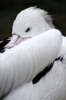 A close up shot of a Pelican