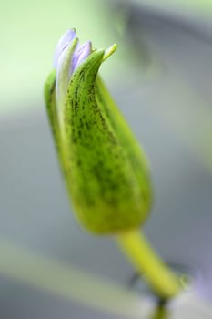 A close up shot of Amazon Water Lilies