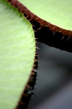 A close up shot of Amazon Water Lilies
