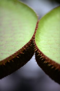 A close up shot of Amazon Water Lilies