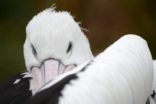 A close up shot of a Pelican