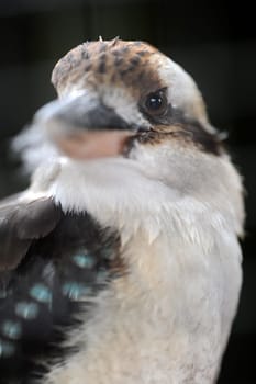 A close up shot of an Australian Kookaburra