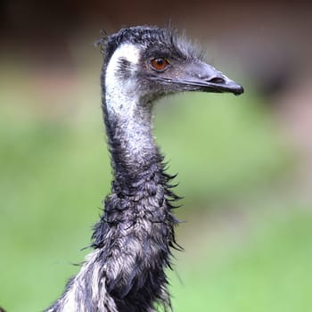 A close up shot of an Australian Emu