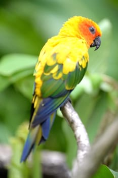 A close up shot of Conures