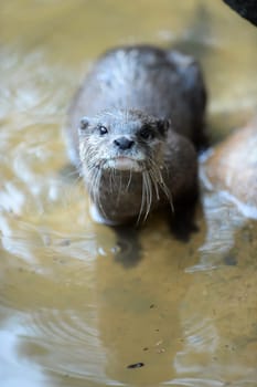 A close up shot of an Otter