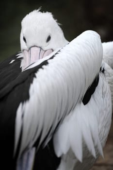A close up shot of a Pelican