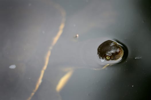 A close up shot of an Australian Murray River Turtle or Short Neck Turtle