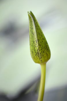 A close up shot of Amazon Water Lilies