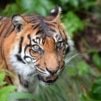 A close up shot of a Sumatran Tiger