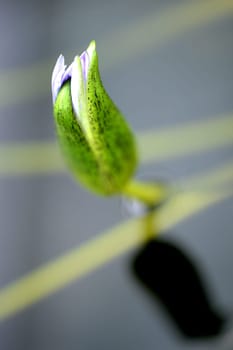 A close up shot of Amazon Water Lilies