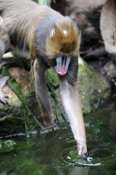 A wildlife shot of a mandrill in captivity
