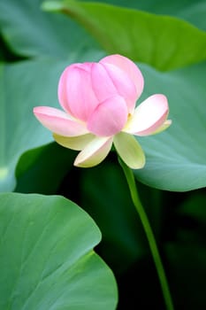 A close up shot of a Lotus Flower