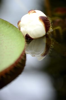 A close up shot of Amazon Water Lilies