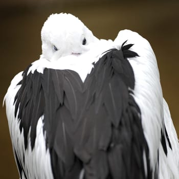 A close up shot of a Pelican