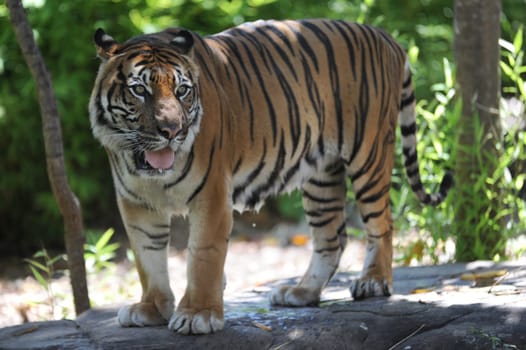 A close up shot of a Sumatran Tiger