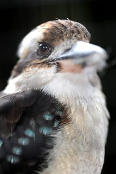 A close up shot of an Australian Kookaburra