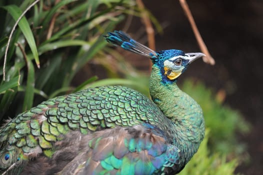 A close up shot of a Peacock