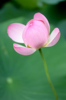 A close up shot of a Lotus Flower