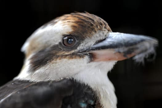 A close up shot of an Australian Kookaburra