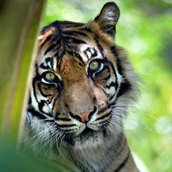 A close up shot of a Sumatran Tiger