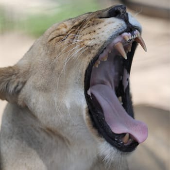 A close up shot of an African Lion