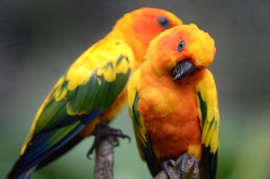 A close up shot of Conures
