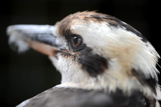 A close up shot of an Australian Kookaburra