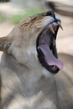 A close up shot of an African Lion