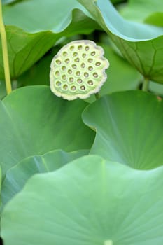 A close up shot of a Lotus Flower