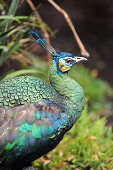 A close up shot of a Peacock