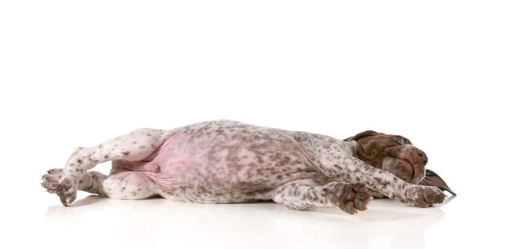 puppy resting - german shorthaired pointer puppy laying down isolated on white background