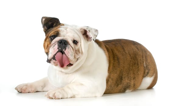 english bulldog laying down looking at viewer isolated on white background