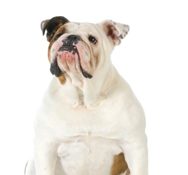 dog looking up - english bulldog looking up isolated on white background