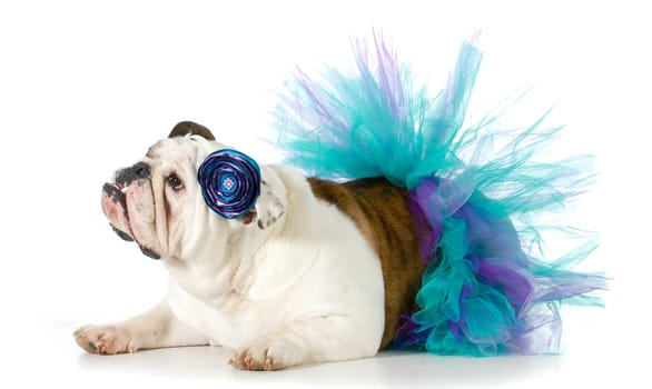 female bulldog wearing a tutu isolated on white background